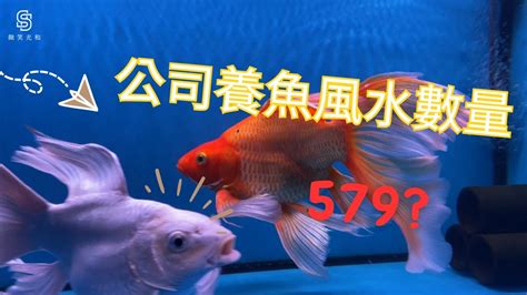 風水魚 數量|養風水魚數量攻略：命格五行對應養魚條數 